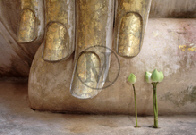 Three lotus buds
